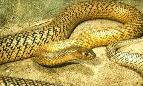 世界最毒的毒蛇，一克毒液比黄金还贵！