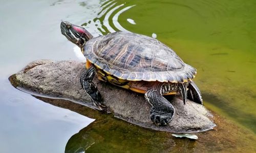 巴西龟的寿命最少可达多少年(巴西龟寿命多少年能长多大)