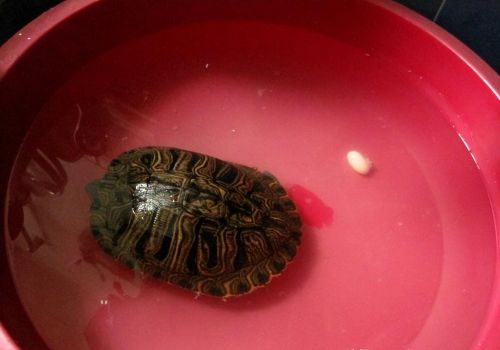 巴西龟的寿命最少可达多少年(巴西龟寿命多少年能长多大)
