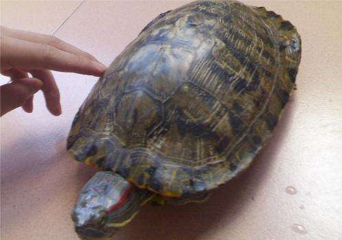 养巴西龟的方法和技巧(养巴西龟的日常)
