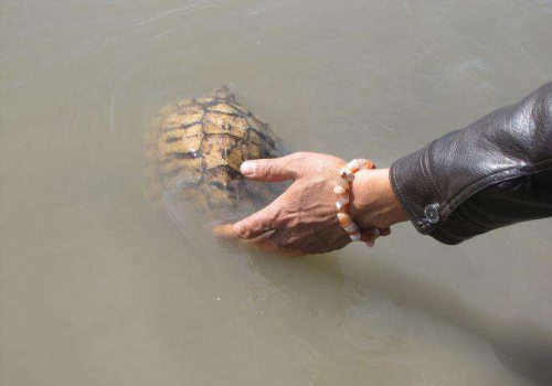 养巴西龟的方法和技巧(养巴西龟的日常)
