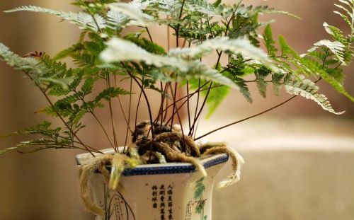 蕨类植物的栽培管理要点(蕨类植物应该怎么养)