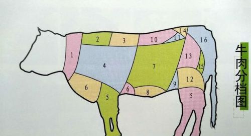 牛肉分部解剖图(最详细牛肉部位分割图食用法)