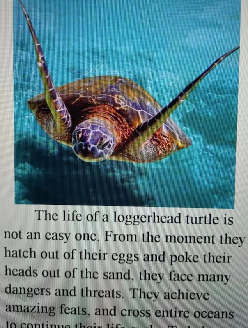 世界上最大的硬壳海龟 红海龟是什么(世界上最大的硬壳海龟 红海龟图片)