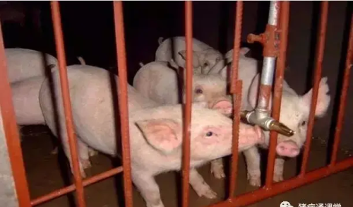 标准化养猪场的猪舍建设有哪些设施(农村标准化猪舍建造教案)