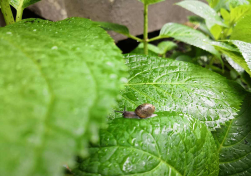 植物招虫怎么办(植物招小飞虫怎么办)