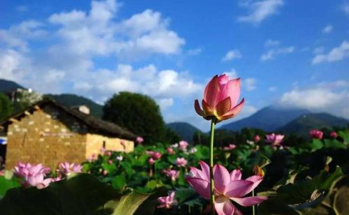 邬金教主莲花生大士(莲花金的用途)