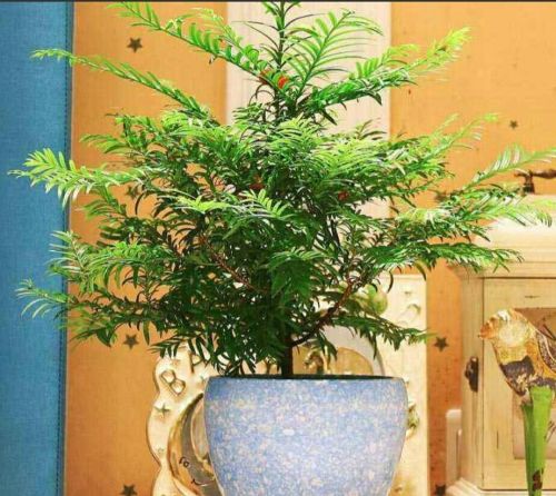 怎样才能在家中养好红豆杉呢图片(怎样才能在家中养好红豆杉呢)