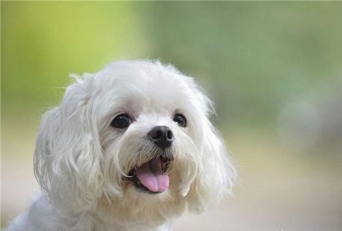 马尔济斯犬和比熊犬的区别(马尔济斯和比熊哪个好养)