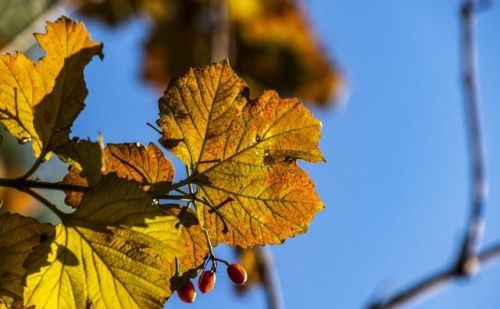 分享美图春华秋实的文案(图片春华秋实)