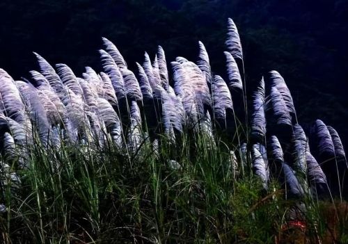 一年四季十二个月的别称(一年四季12个月都开什么花)