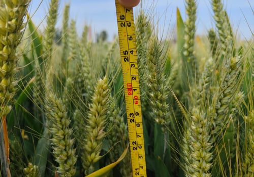小麦要想亩产1500斤以上，选择种子时，需要注意这五点