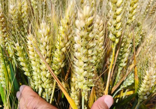 小麦要想亩产1500斤以上，选择种子时，需要注意这五点