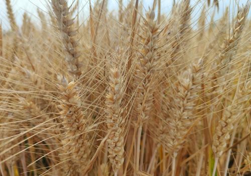 小麦播种前，注意做好这两点，就能预防小麦发生倒伏