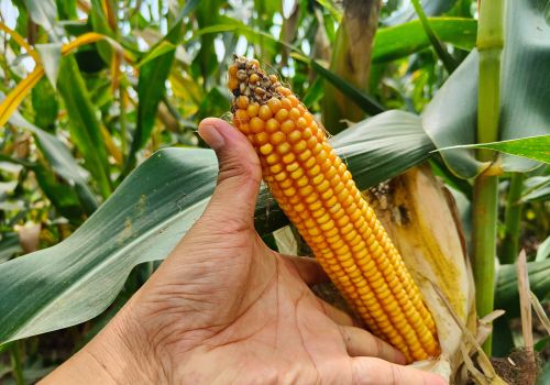 今年玉米产量高，许多地块严重减产，玉米减产的因素是什么
