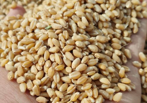 小麦自留种究竟能不能种，会不会造成严重减产