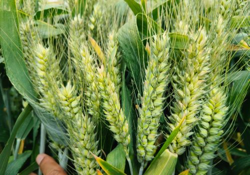 这几个“百农”系列小麦新品种，产量高种植面积大，你种过几个