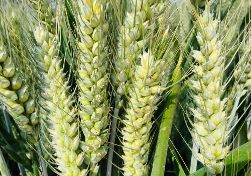 这几个“百农”系列小麦新品种，产量高种植面积大，你种过几个