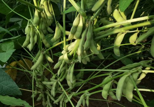 大豆开花结荚期，用这个增产配方喷两遍，每亩可增产100斤