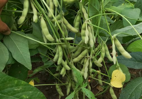 大豆在这个时间打控旺药，结荚多籽粒饱满产量高