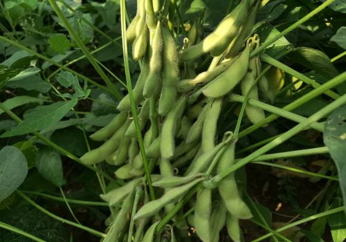 大豆要想高产，用这两种肥料喷两遍，结荚多籽粒饱满
