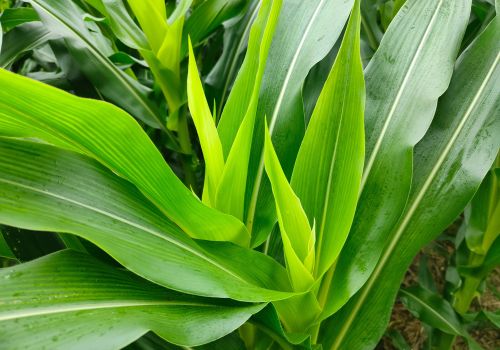 玉米控旺剂用量过大，植株停止生长，怎样解除与恢复玉米
