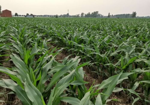 玉米用这个叶面肥配方大量变，叶片浓绿厚实，抗逆性强增产最显著