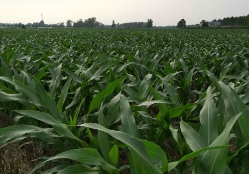 玉米用这个叶面肥配方大量变，叶片浓绿厚实，抗逆性强增产最显著