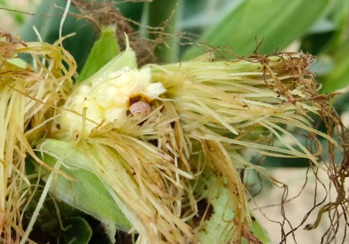 防治玉米害虫，只要抓住以下四个时期，效果好果穗多产量高