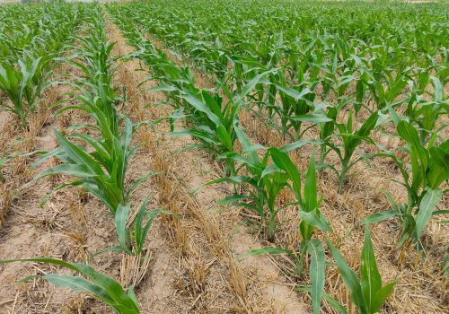 这三个除草剂配方，解决了玉米田所有的除草难题