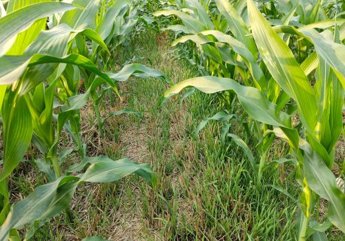 这三个除草剂配方，解决了玉米田所有的除草难题