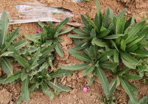 不同农作物田间的刺儿菜，用哪种除草剂能够彻底铲除