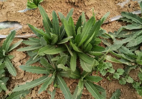 不同农作物田间的刺儿菜，用哪种除草剂能够彻底铲除