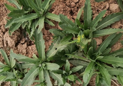 不同农作物田间的刺儿菜，用哪种除草剂能够彻底铲除