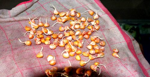 玉米增产小技巧，播种前用这个药拌种，苗壮苗匀杀虫防病还能增产