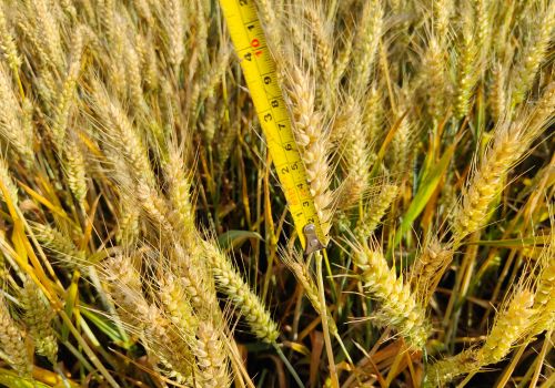 小麦在这个时期不能再浇水，不然会造成减产