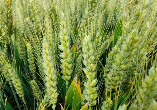小麦最后一遍药，在这时候打，每亩还能增产100斤