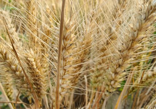 小麦最后一遍药，在这时候打，每亩还能增产100斤
