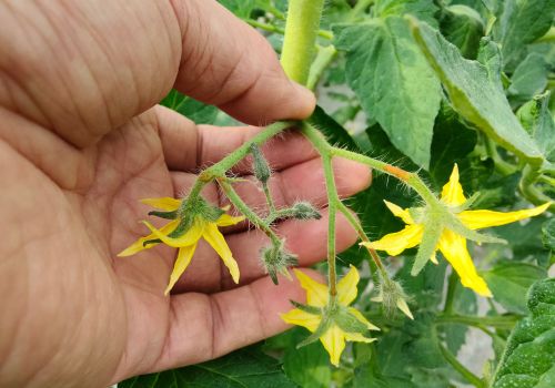 番茄、茄子坐果灵这样使用，果实膨大快，杀菌治病又增产