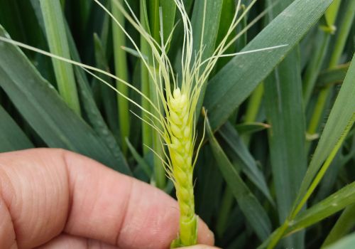 小麦孕穗期，做好这两项管理，穗大粒多产量高