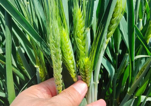 小麦孕穗期，做好这两项管理，穗大粒多产量高