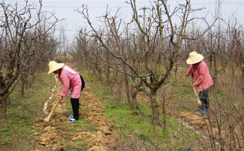 果园这项管理比清园、施肥还重要，许多农户都忽略了