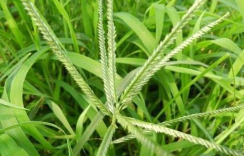 这个新药专治稻田抗性禾本科杂草，3天中毒，10天死草，干净彻底