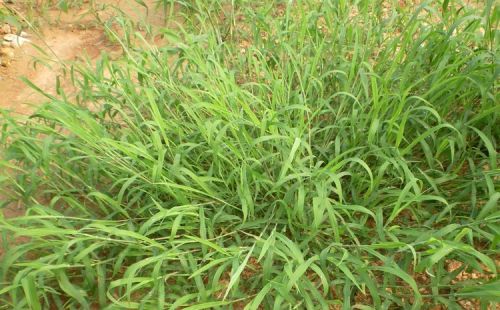 这个新药专治稻田各种恶性禾本科杂草，3天中毒，10天死草