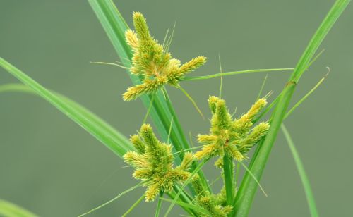 花生、甘蔗专用除草剂，除草干净彻底，持效期长