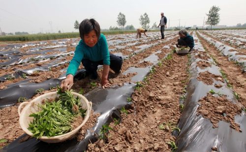 防治青枯病、枯萎病、黄萎病就用这个新药，效果超好