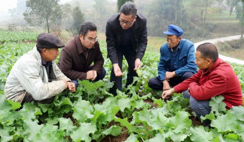 新型杀菌剂，对霜霉病、晚疫病、疫病等20多种病害的可铲除