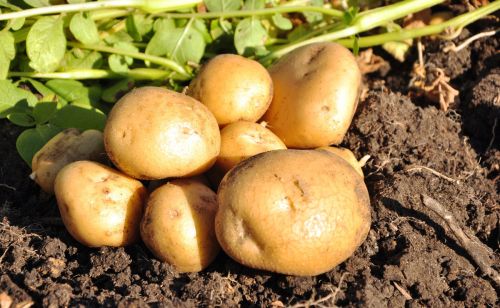 马铃薯容易发芽，用它处理，可保存60天以上