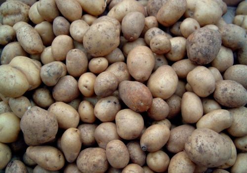 马铃薯容易发芽，用它处理，可保存60天以上