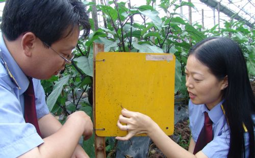 这个新药几分钟即可杀死害虫，可杀30多种害虫